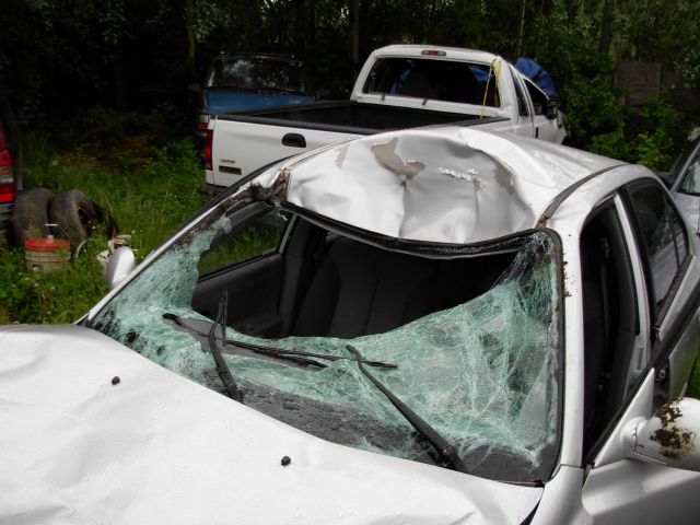 Moose car windshield